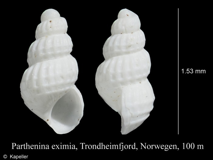 Parthenina eximia