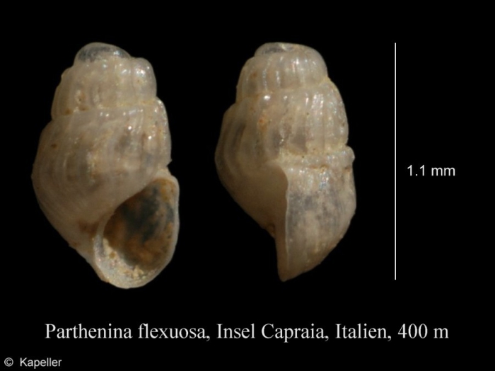 Parthenina flexuosa Parthenina flexuosa