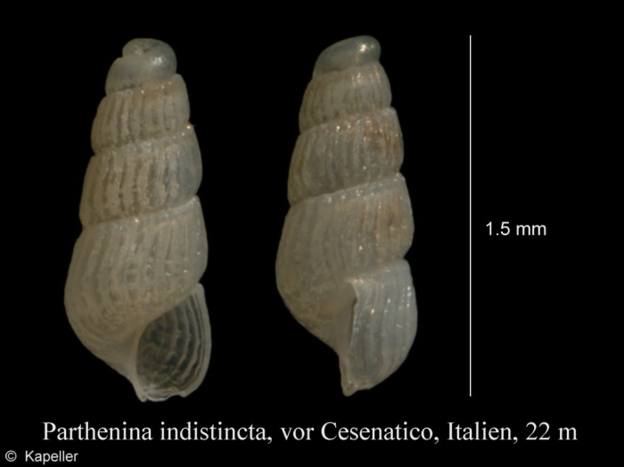 Parthenina indistincta