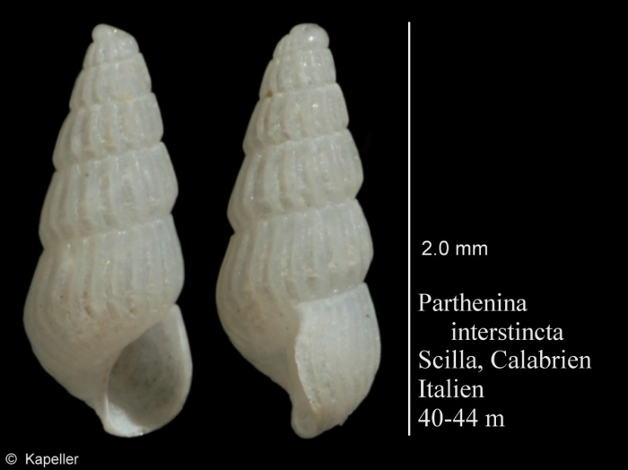 Parthenina interstincta