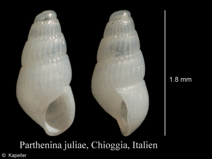 Parthenina juliae Parthenina juliae