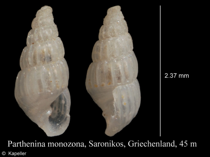Parthenina monozona Parthenina monozona