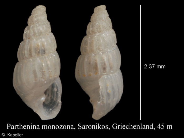 Parthenina monozona