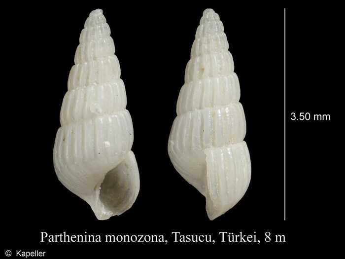 Parthenina monozona