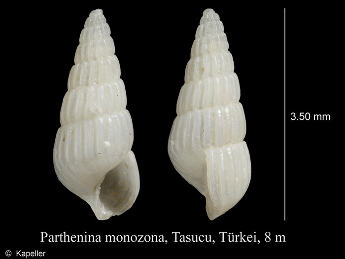 Parthenina monozona Parthenina monozona