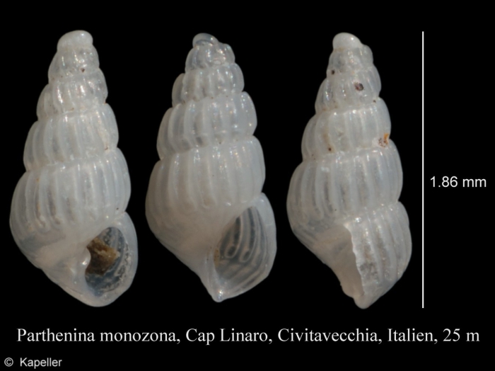 Parthenina monozona Parthenina monozona