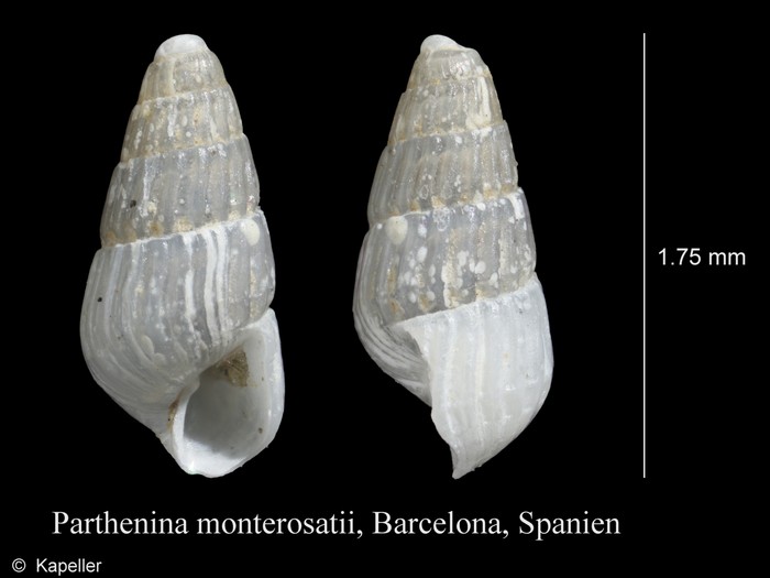 Parthenina monterosatii