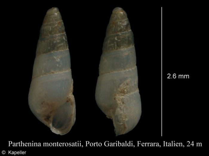 Parthenina monterosatii