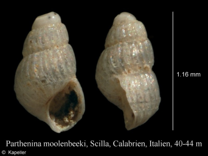 Parthenina moolenbeeki Parthenina moolenbeeki