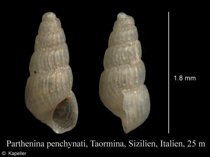 Parthenina penchynati Parthenina penchynati