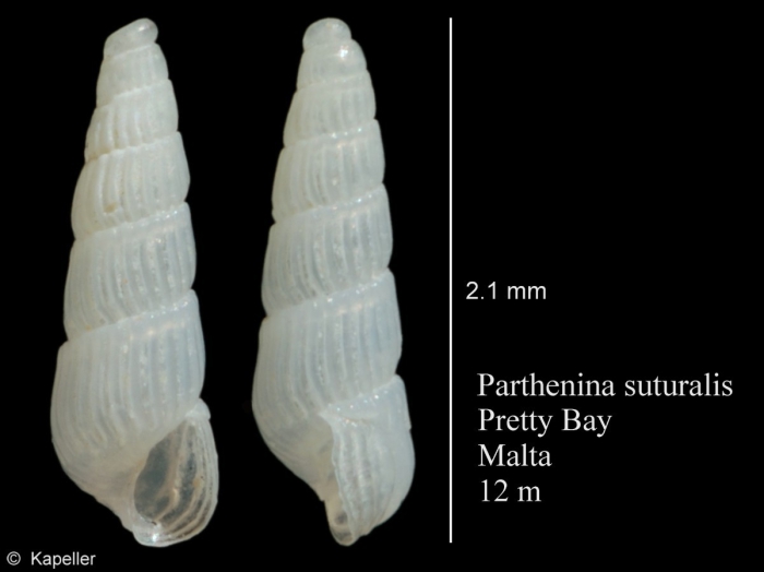 Parthenina suturalis