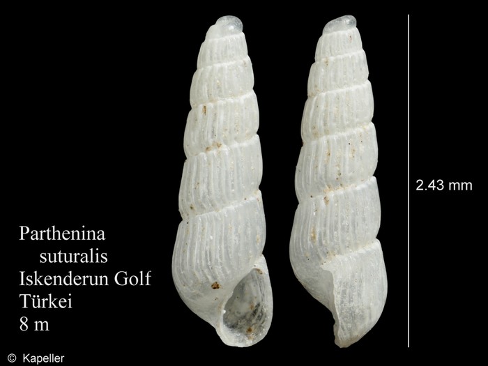Parthenina suturalis Parthenina suturalis