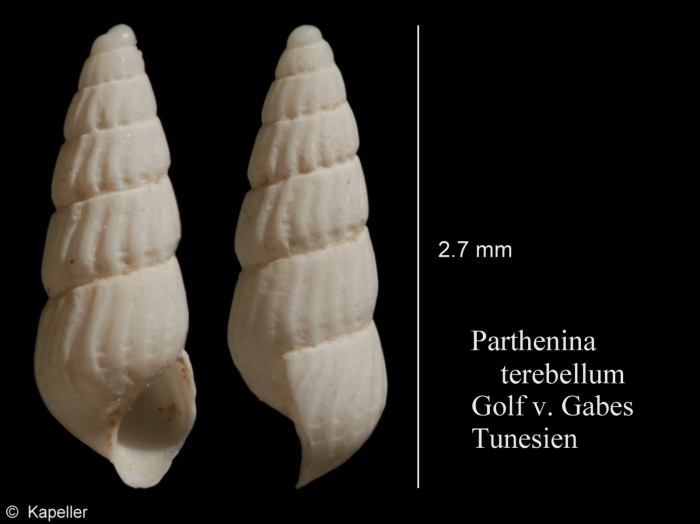 Parthenina terebellum