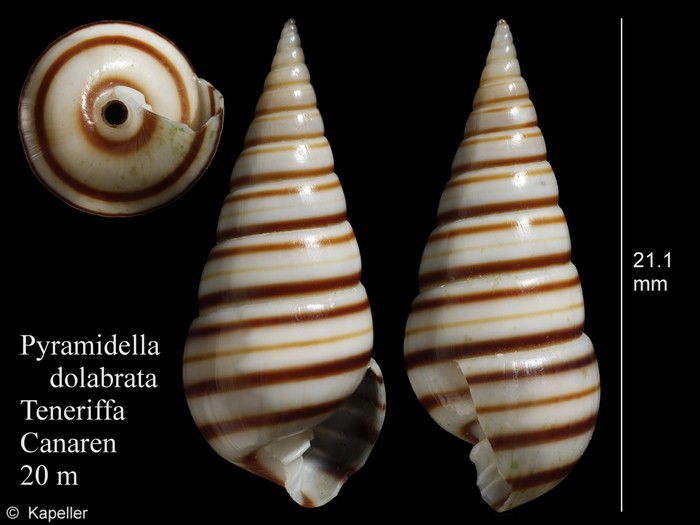 Pyramidella dolabrata