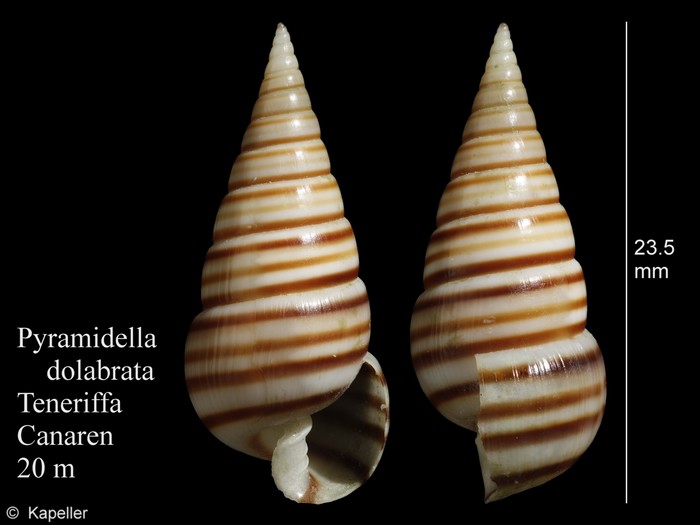 Pyramidella dolabrata