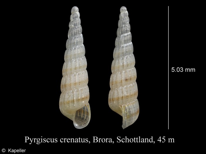 Pyrgiscus crenatus Pyrgiscus crenatus