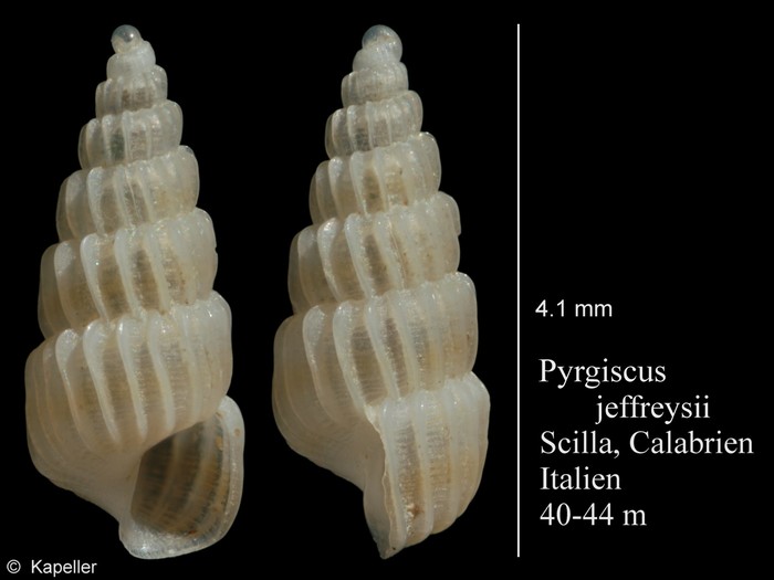 Pyrgiscus jeffreysii Pyrgiscus jeffreysii