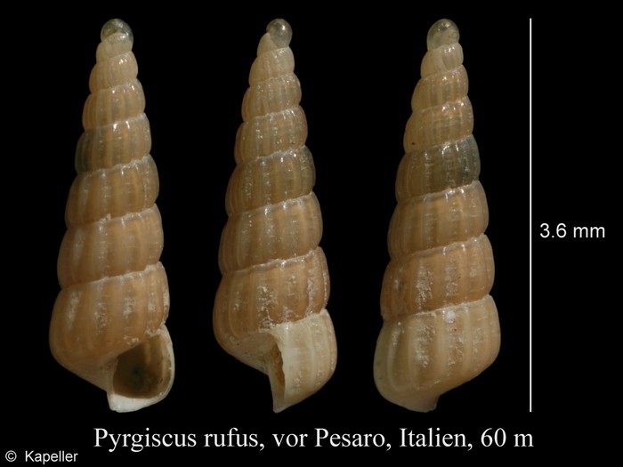 Pyrgiscus rufus