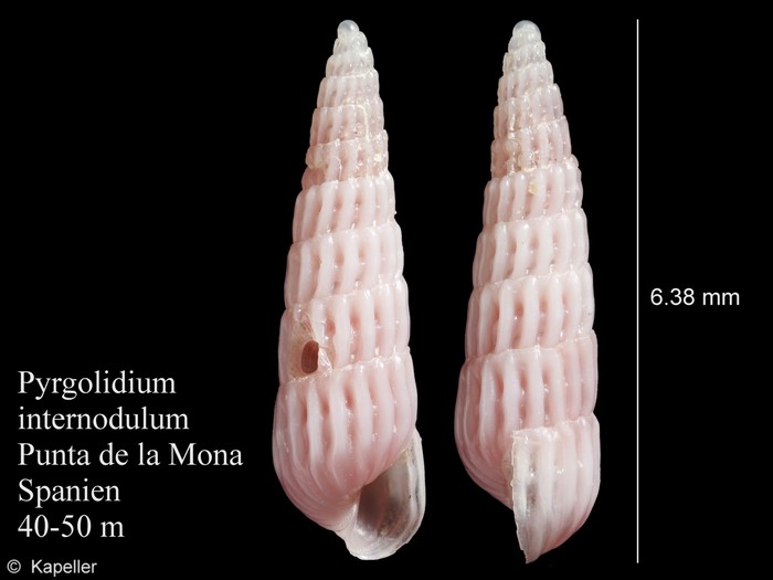 Pyrgolidium internodulum Pyrgolidium internodulum