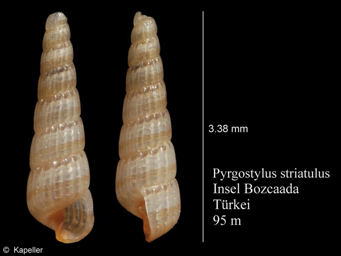 Pyrgostylus striatulus