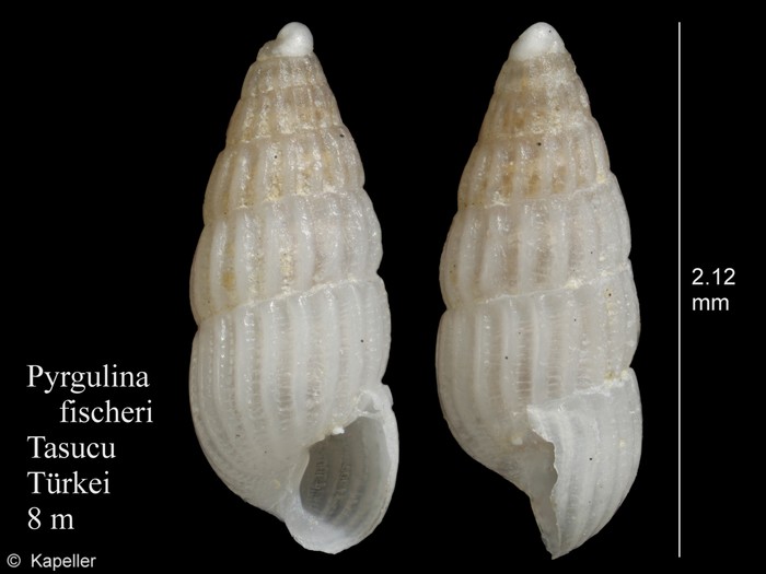 Pyrgulina fischeri Pyrgulina fischeri