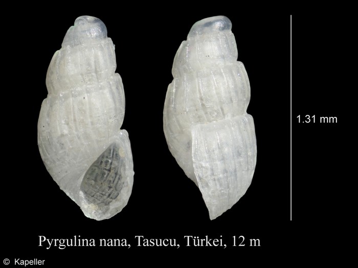 Pyrgulina nana