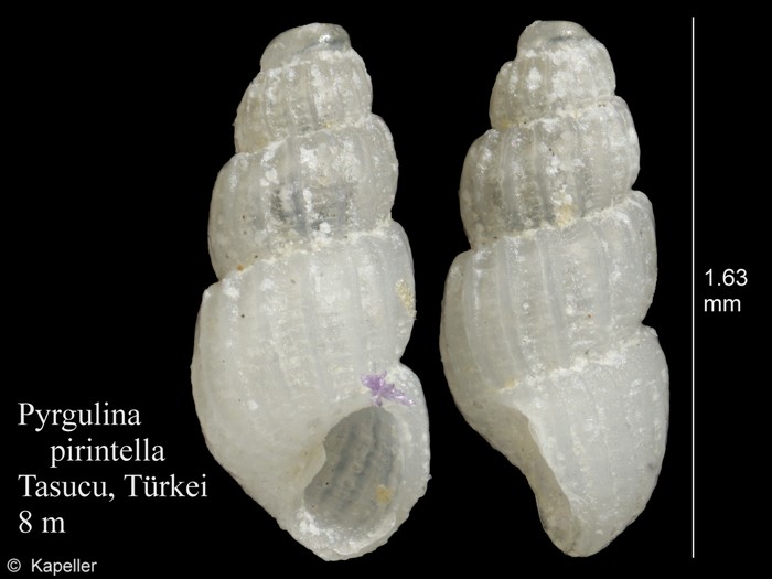Pyrgulina pirinthella Pyrgulina pirinthella