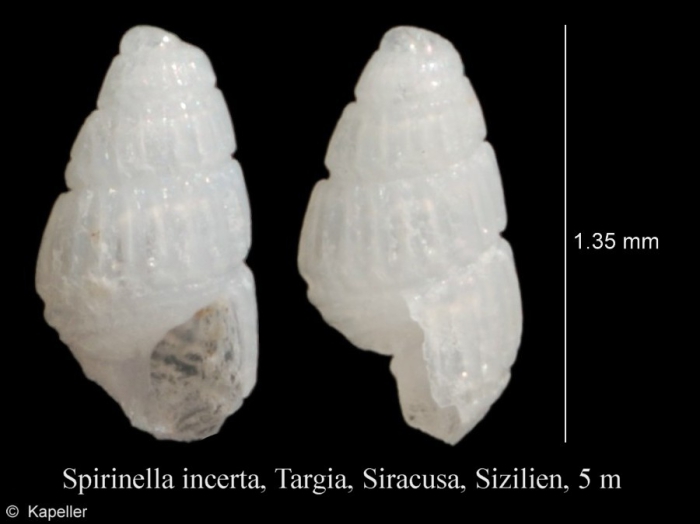 Spiralinella incerta