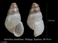 Spiralina marthinae
