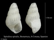 Spiralina spiralis