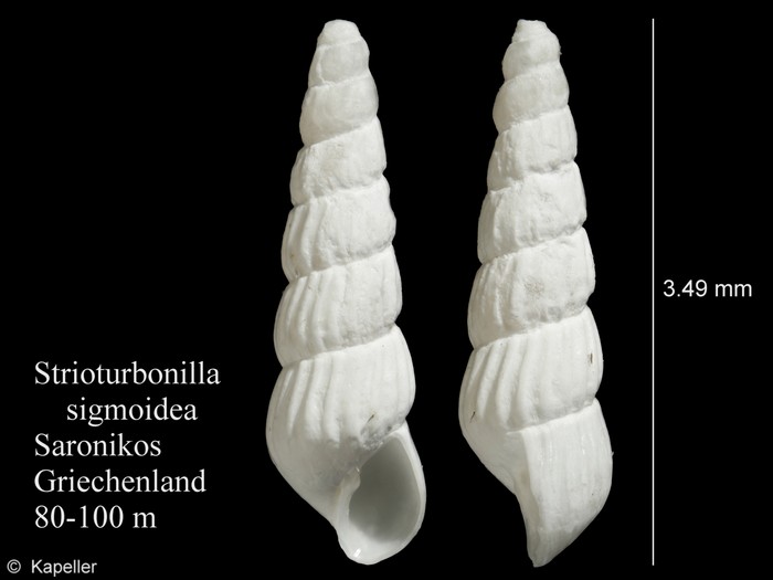 Strioturbonilla sigmoidea