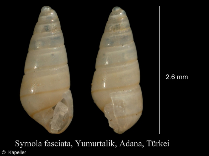 Syrnola fasciata Syrnola fasciata