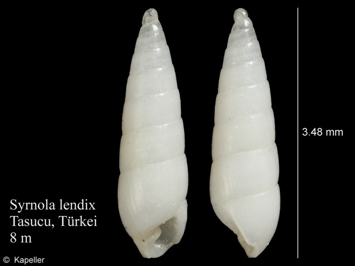 Syrnola lendix Syrnola lendix