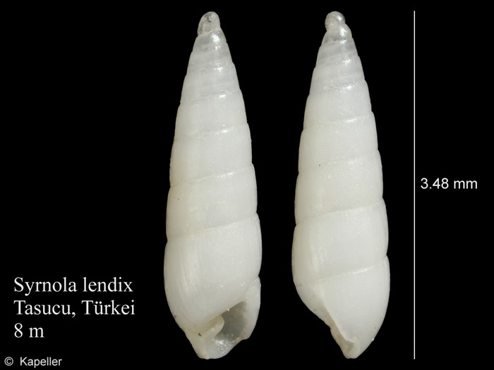 Syrnola lendix