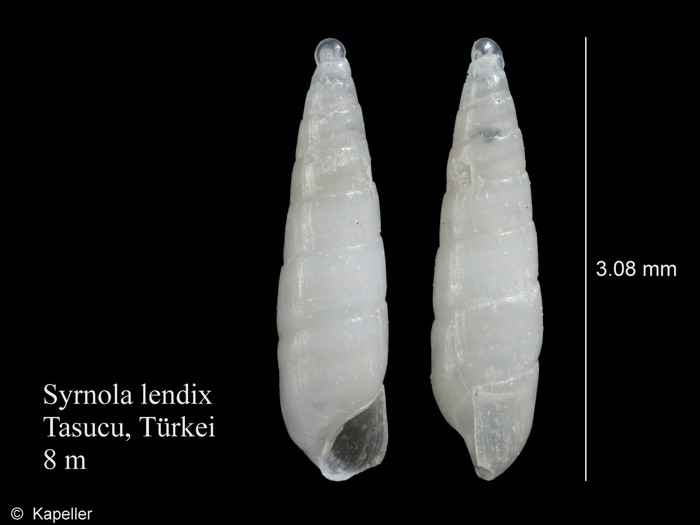 Syrnola lendix Syrnola lendix