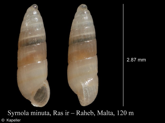 Syrnola minuta Syrnola minuta
