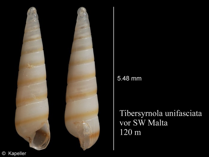 Tibersyrnola unifasciata