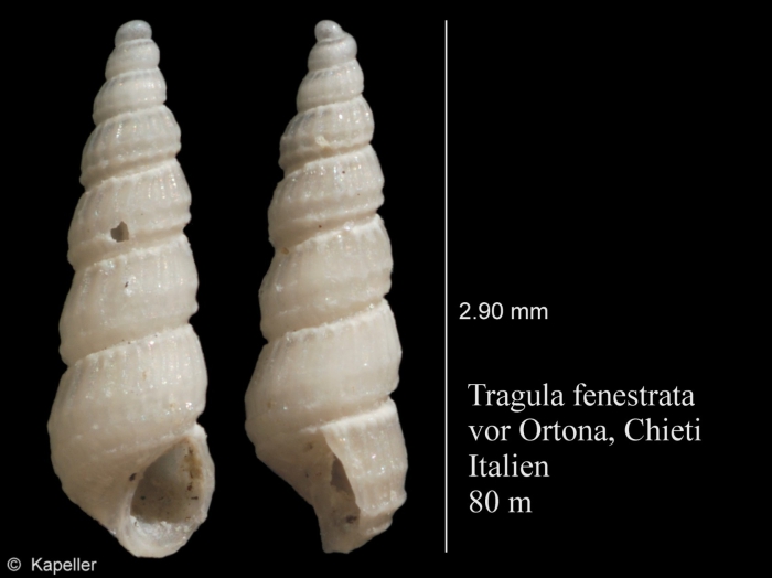 Tragula fenestrata