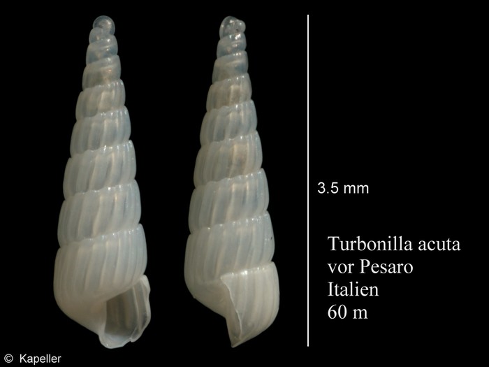 Turbonilla acuta Turbonilla acuta