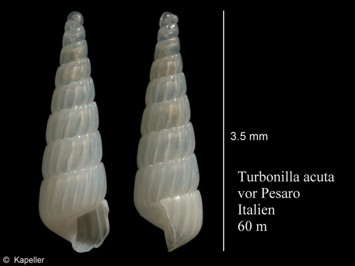 Turbonilla acuta