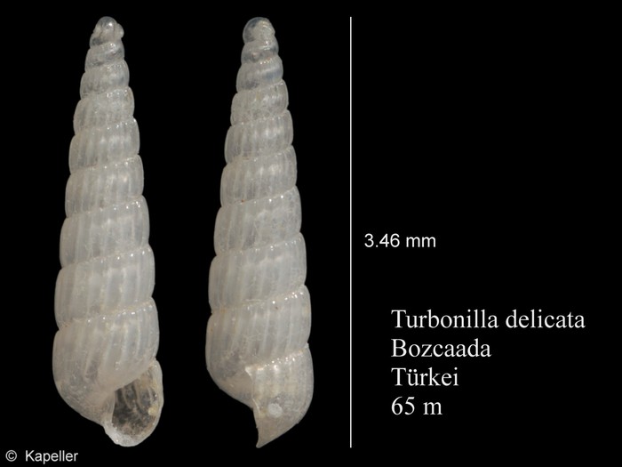 Turbonilla acuta