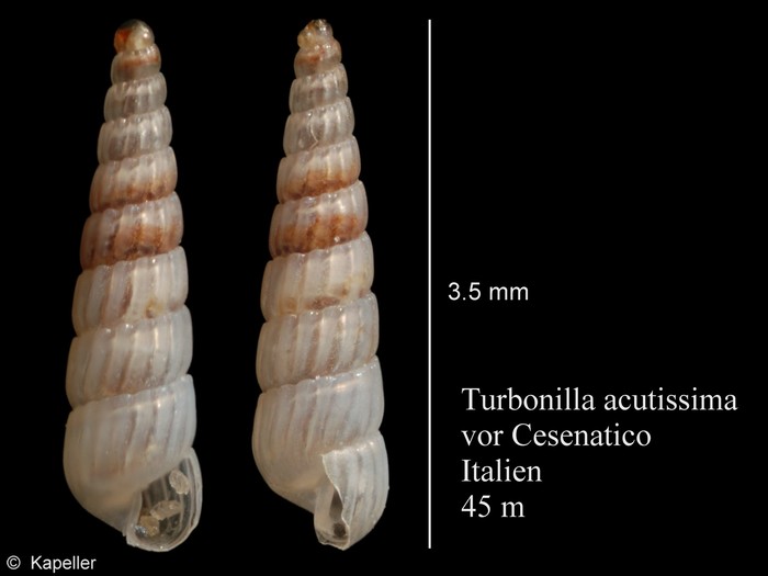 Turbonilla acutissima Turbonilla acutissima