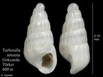 Turbonilla amoena