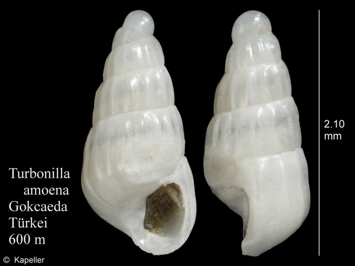 Turbonilla amoena Turbonilla amoena