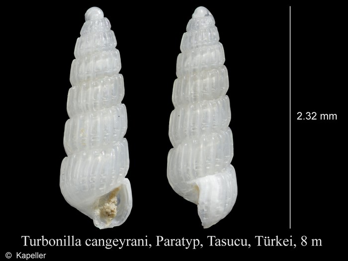 Turbonilla cangeyrani Turbonilla cangeyrani