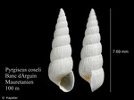 Pyrgiscus coseli