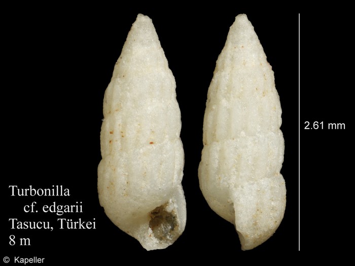 Turbonilla edgarii