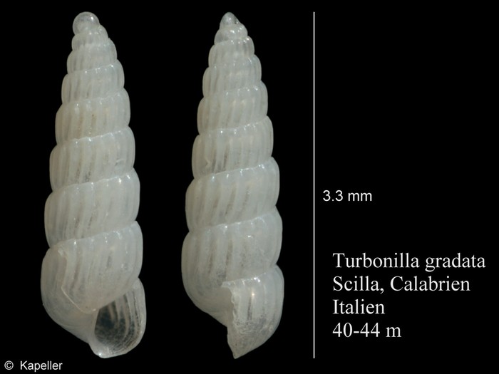 Turbonilla gradata Turbonilla gradata