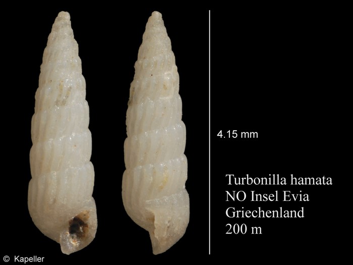 Turbonilla hamata