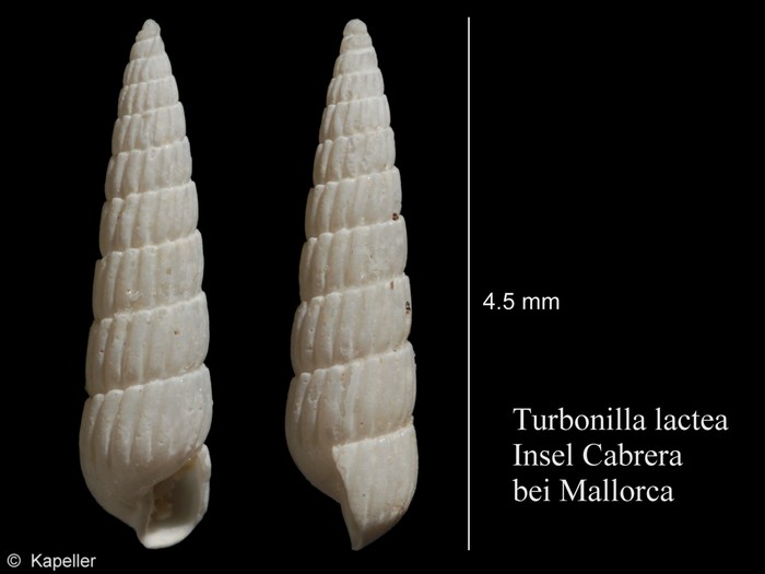 Turbonilla lactea